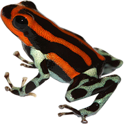 Red Sira Dart Frog